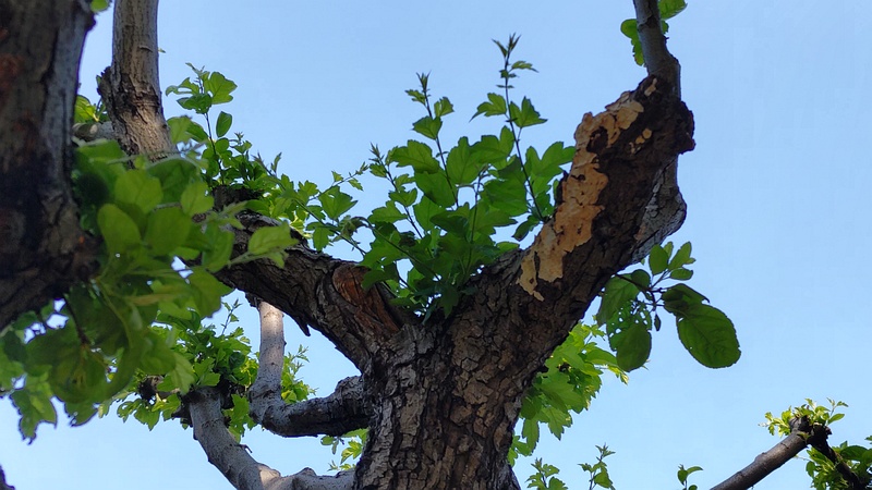 ノカイドウ 東京都大田区平和の森公園