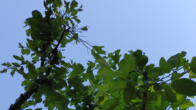ノカイドウ 東京都大田区平和の森公園