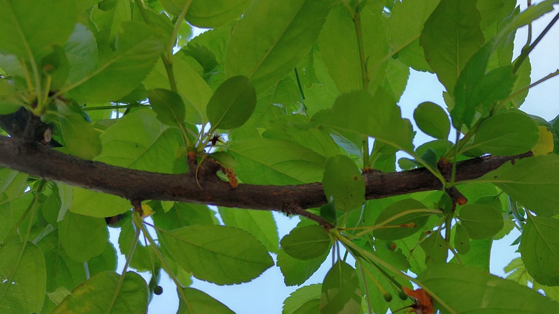 ノカイドウ 東京都大田区平和の森公園