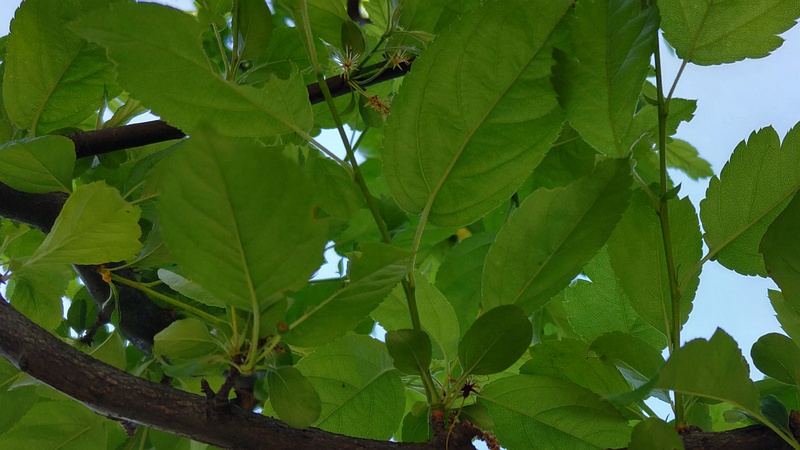 ノカイドウ 東京都大田区平和の森公園