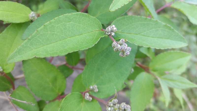 サラサウツギの蕾 東京都大田区平和の森公園