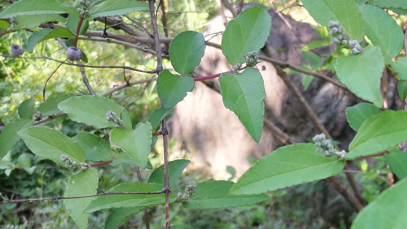 サラサウツギの蕾 東京都大田区平和の森公園