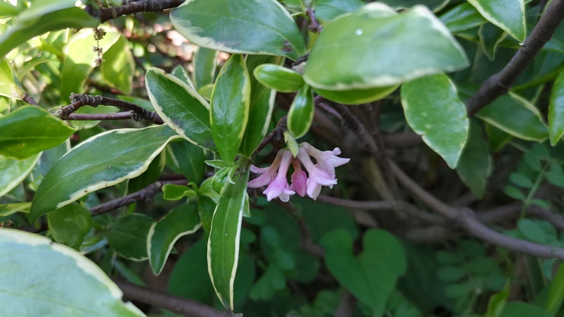 ジンチョウゲの花 東京都大田区平和の森公園