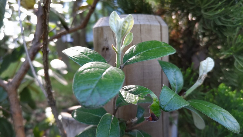 フェイジョアの新芽 東京都大田区平和の森公園