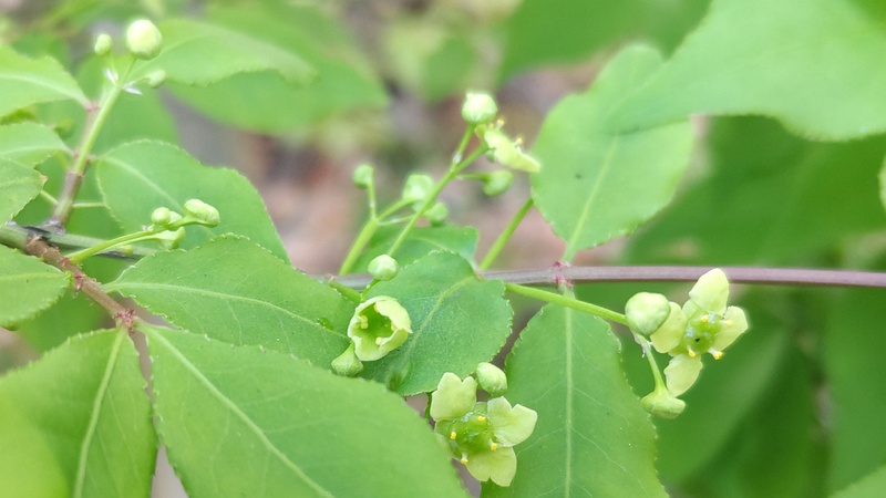 ニシキギの花 東京都大田区平和の森公園