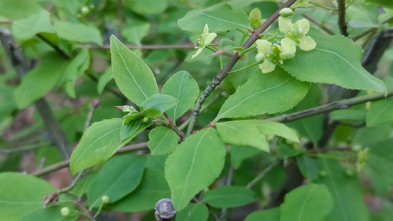 ニシキギの花 東京都大田区平和の森公園