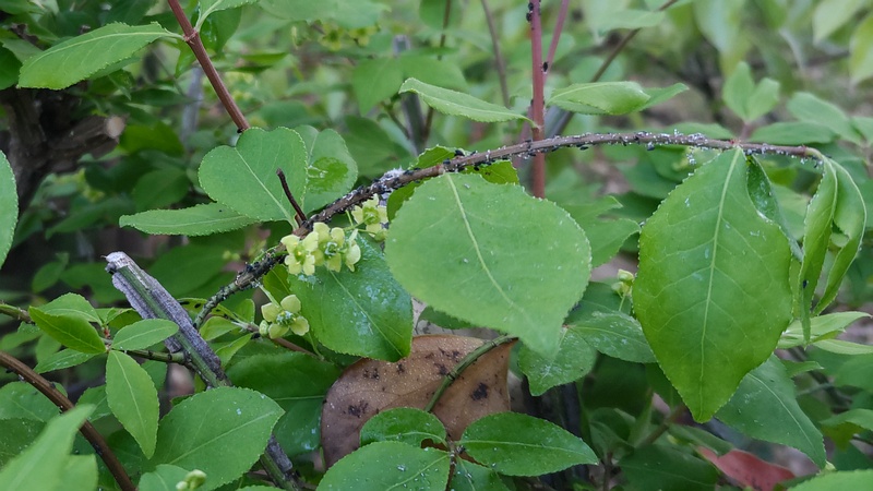 ニシキギの花 東京都大田区平和の森公園