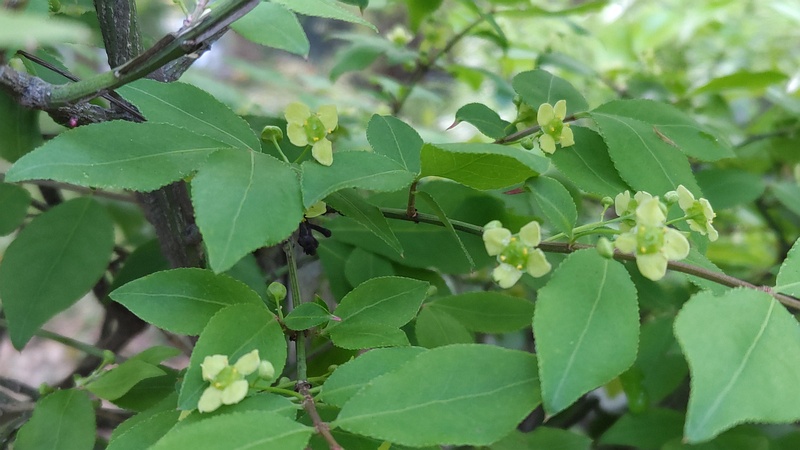 ニシキギの花 東京都大田区平和の森公園