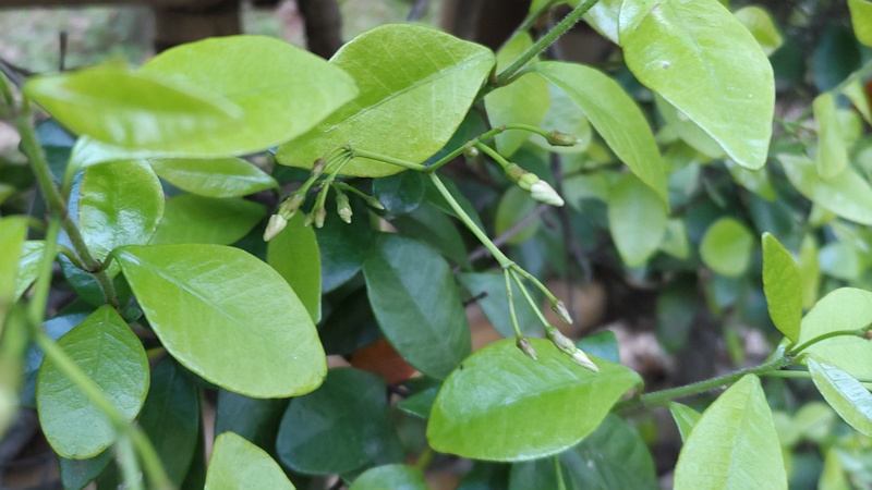 テイカカズラの蕾 東京都大田区平和の森公園