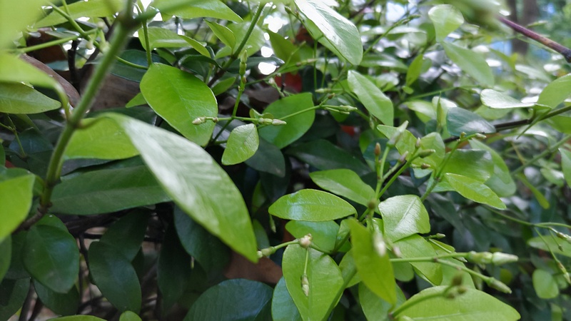 テイカカズラの蕾 東京都大田区平和の森公園