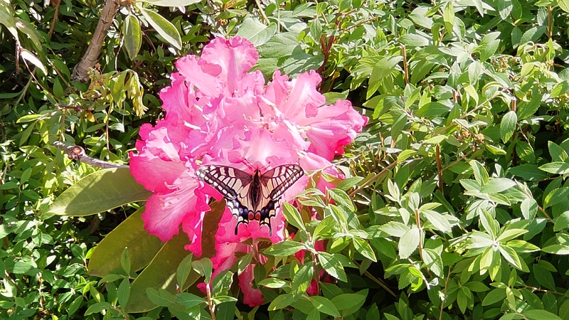 シャクナゲの花のキアゲハ 東京都大田区平和島公園