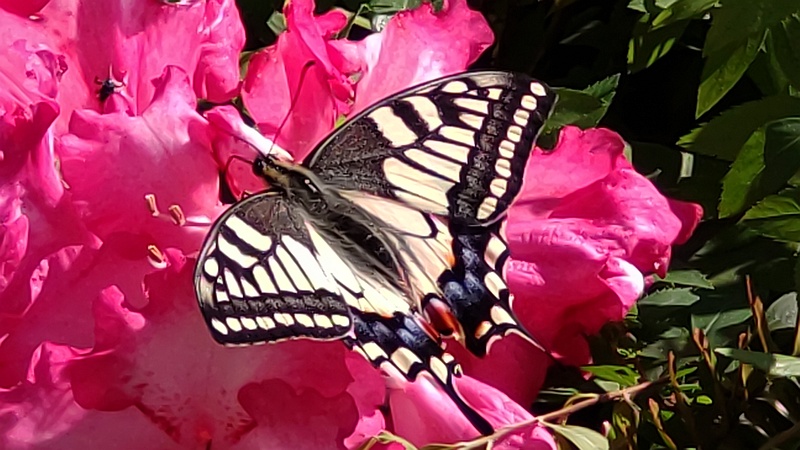 シャクナゲの花のキアゲハ 東京都大田区平和島公園