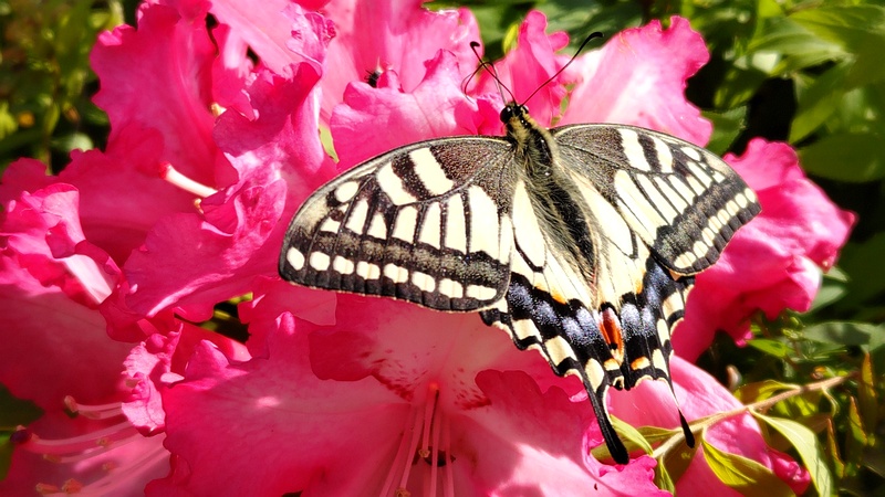 シャクナゲの花のキアゲハ 東京都大田区平和島公園