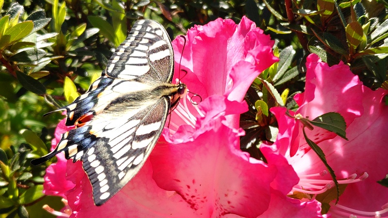 シャクナゲの花のキアゲハ 東京都大田区平和島公園
