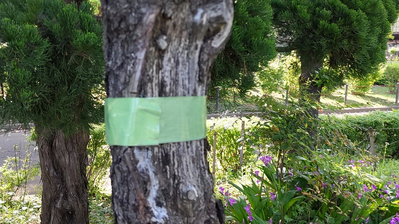 カイヅカイブキの養生テープ 東京都大田区平和島公園
