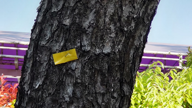 クロマツの黄色テープ 東京都大田区平和島公園