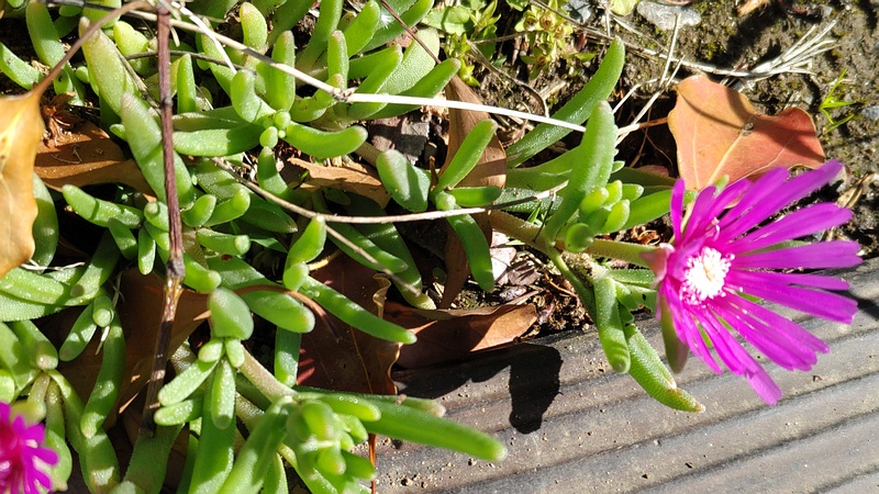 マツバギクの花 東京都大田区平和島公園