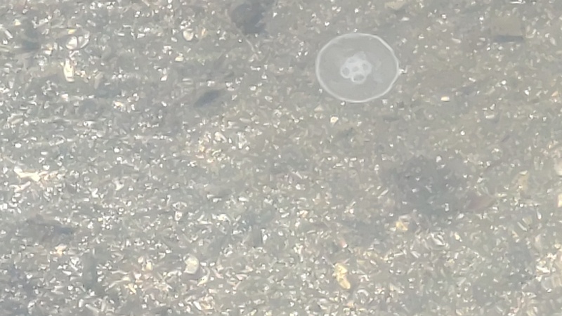 京浜運河のミズクラゲ 東京都大田区大和大橋