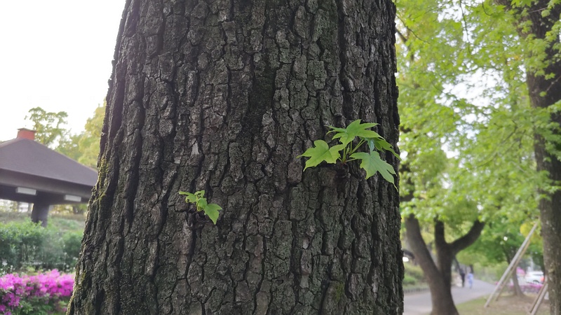 モミジバフウの若枝 東京都大田区平和島公園