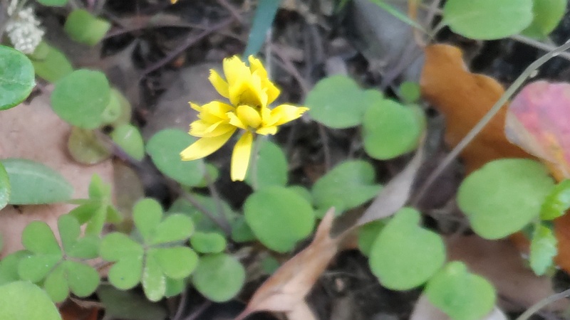 ジシバリの花 東京都大田区平和島公園