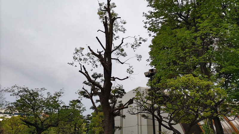 クスノキの剪定 東京都大田区平和島公園