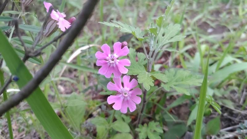 サクラマンテマの花 東京都大田区平和島公園