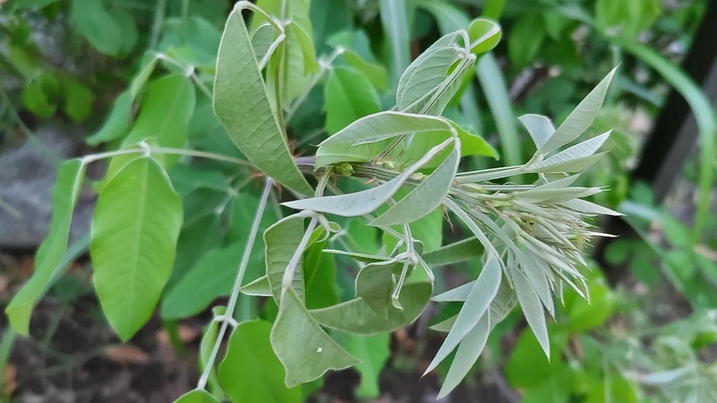 ミヤギノハギ 東京都大田区平和島公園
