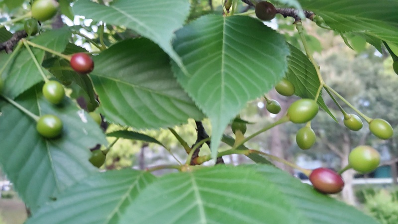 オオシマザクラの果実 東京都大田区平和島公園