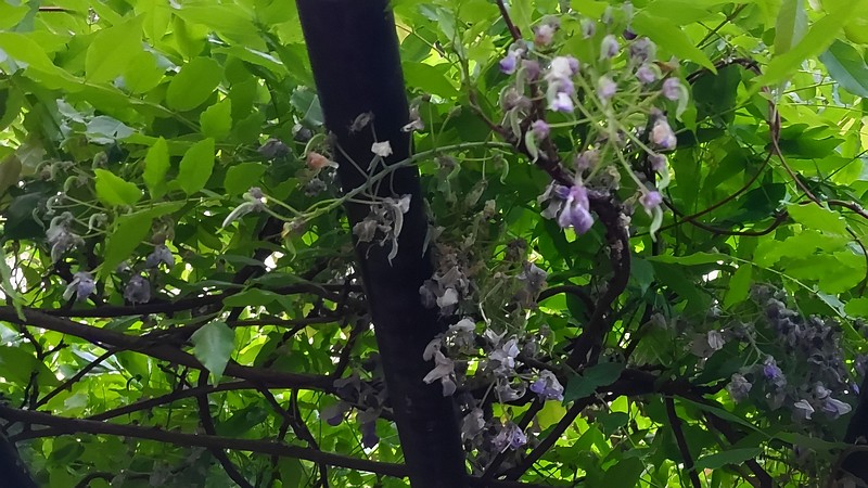 フジの花 東京都大田区平和島公園