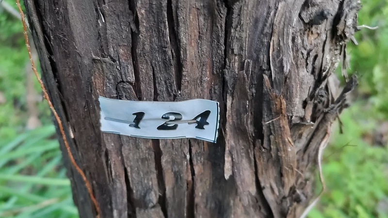 カイヅカイブキの白テープ 東京都大田区平和島公園