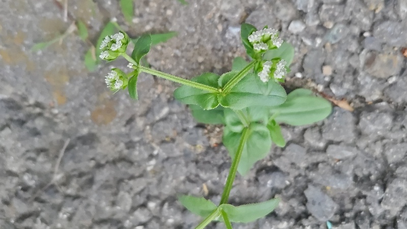 ノヂシャの花 東京都大田区平和島公園