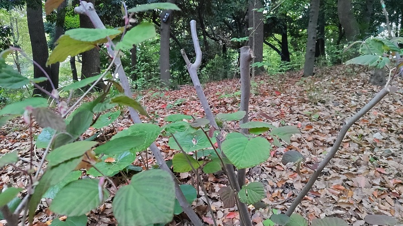 トサミズキの若枝 東京都大田区平和の森公園
