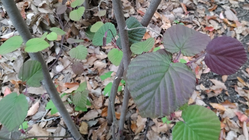 トサミズキの若枝 東京都大田区平和の森公園