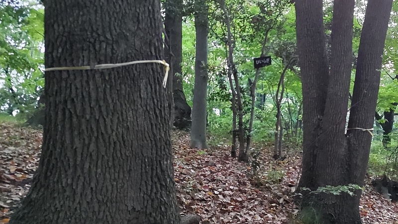 クスノキの黄色テープ 東京都大田区平和の森公園