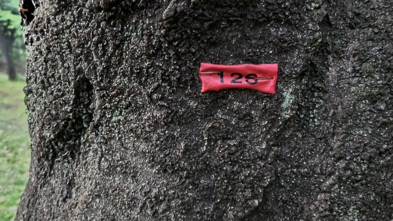 ソメイヨシノの赤テープ 東京都大田区平和の森公園