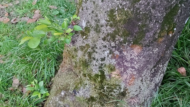 ソメイヨシノの新枝 東京都大田区平和の森公園