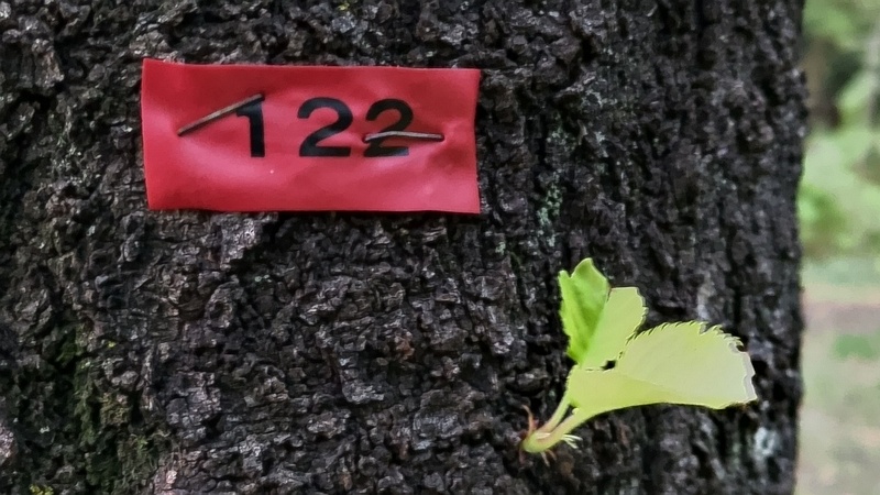 ソメイヨシノの赤テープと新枝 東京都大田区平和の森公園