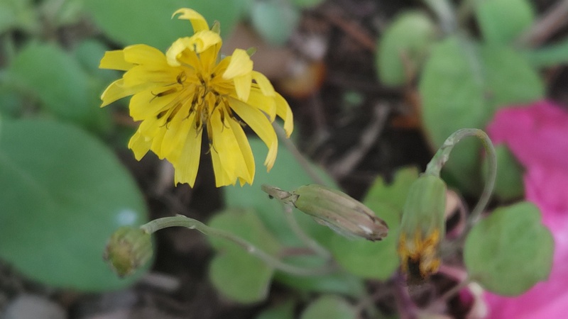 ジシバリの花 東京都大田区平和島公園