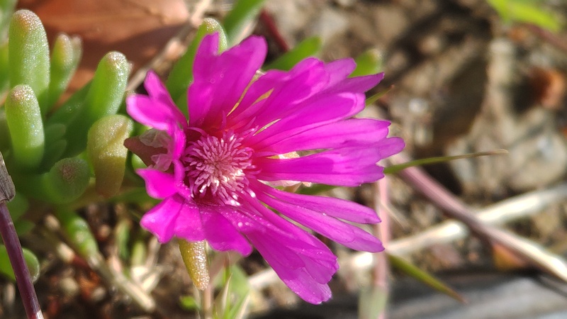 マツバギクの花 東京都大田区平和島公園