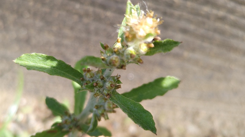 ウスベニチチコグサ 東京都大田区平和島公園