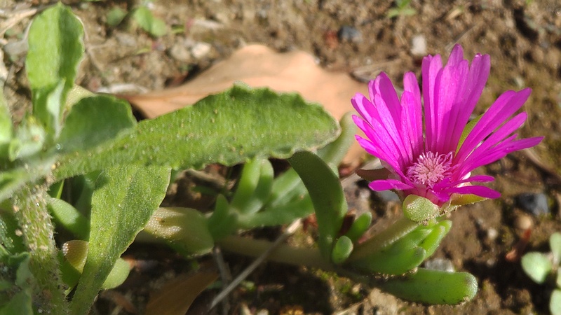 マツバギクの花 東京都大田区平和島公園