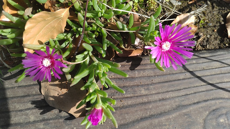 マツバギクの花 東京都大田区平和島公園