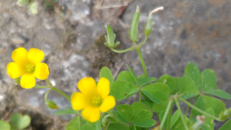 オッタチカタバミの花と果実 東京都大田区平和島公園