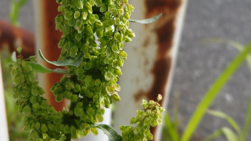 ナガバギシギシの花 東京都大田区大和大橋