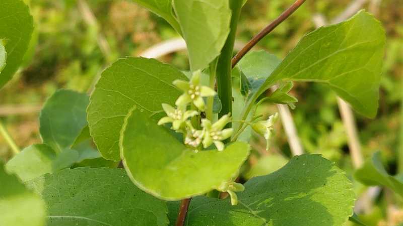 ツルウメモドキの花 東京都大田区大和大橋