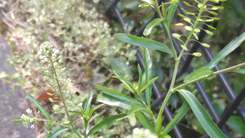 マメグンバイナズナの花 東京都大田区平和島