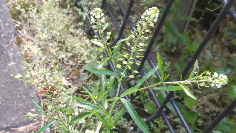 マメグンバイナズナの花 東京都大田区平和島