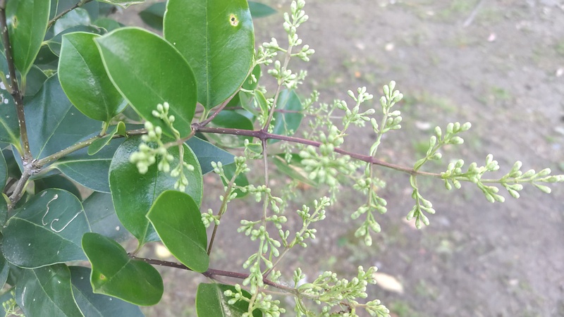 ネズミモチの蕾 東京都大田区平和島公園