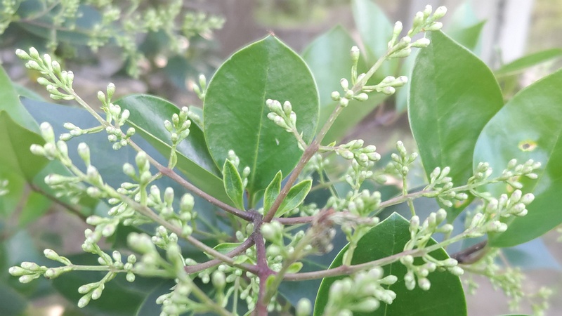 ネズミモチの蕾 東京都大田区平和島公園