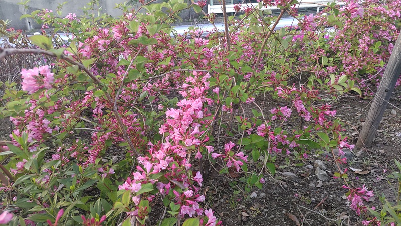 オオベニウツギの花 東京都大田区平和島公園
